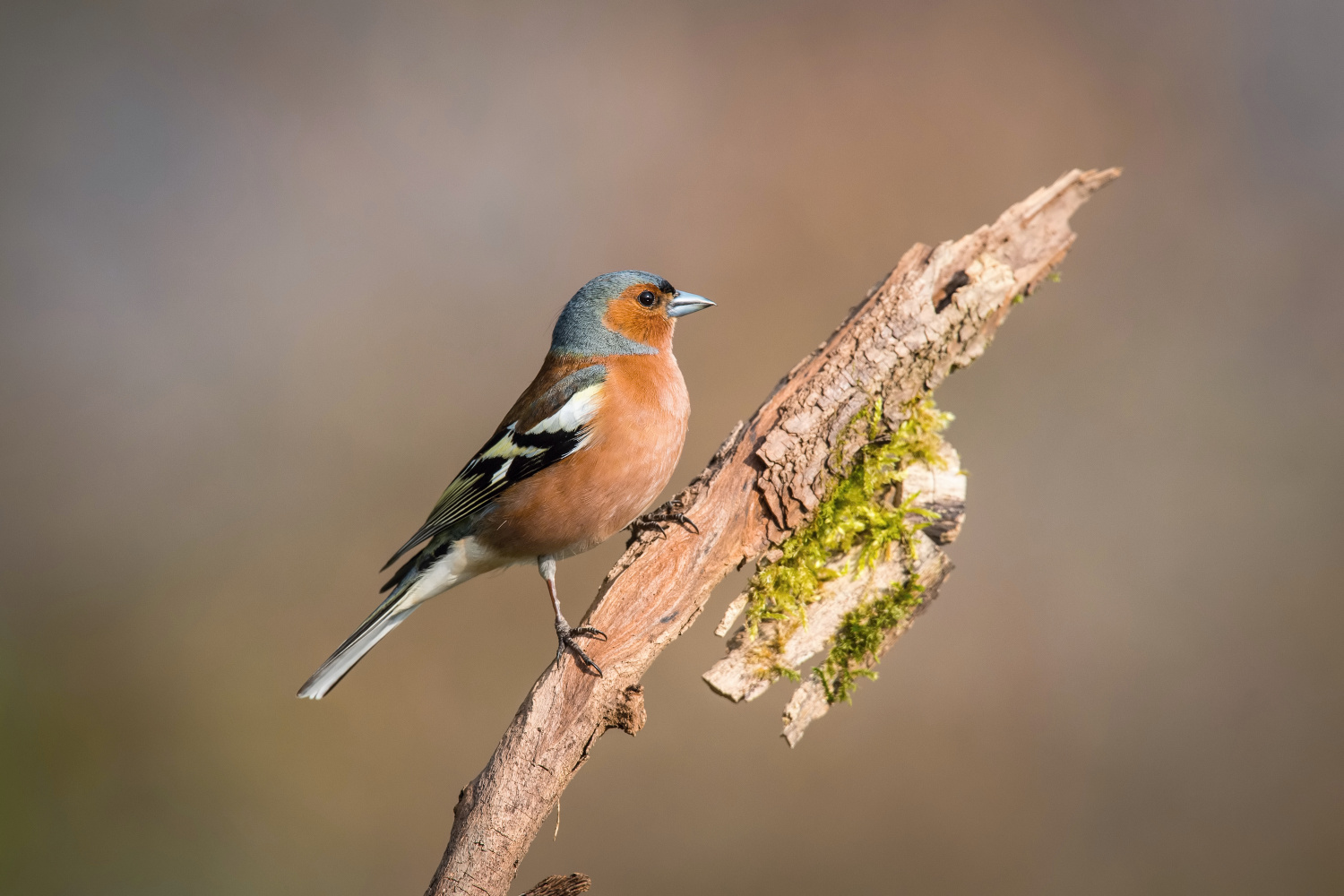 pěnkava obecná (Fringilla coelebs) Common chaffinch