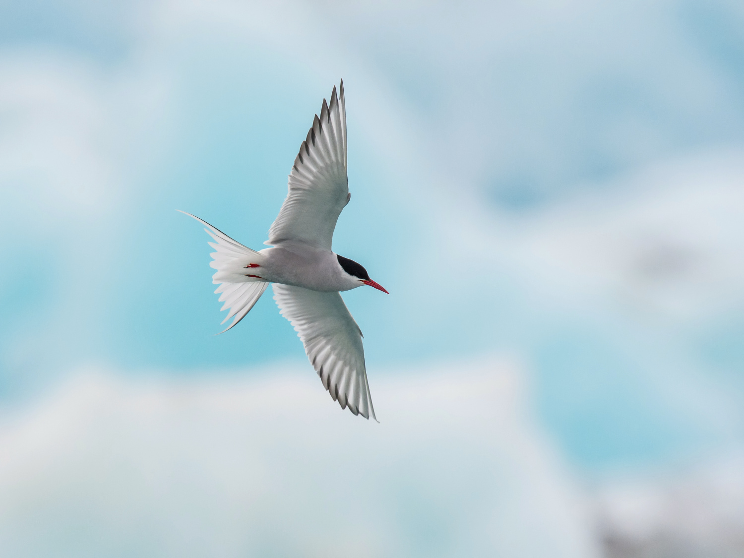 rybák dlouhoocasý (Sterna paradisaea) Arctic tern