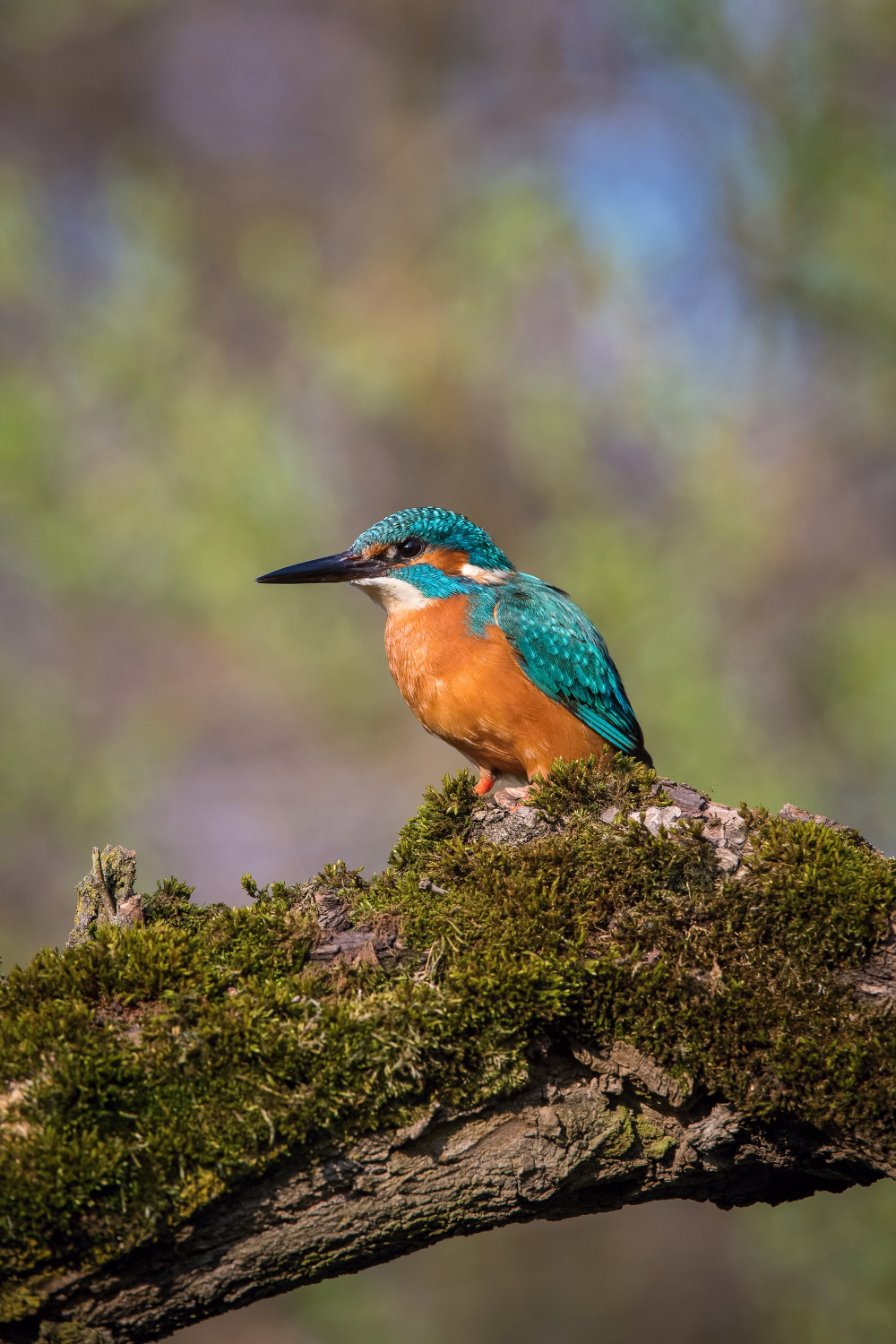 ledňáček říční (Alcedo atthis) Common kingfisher