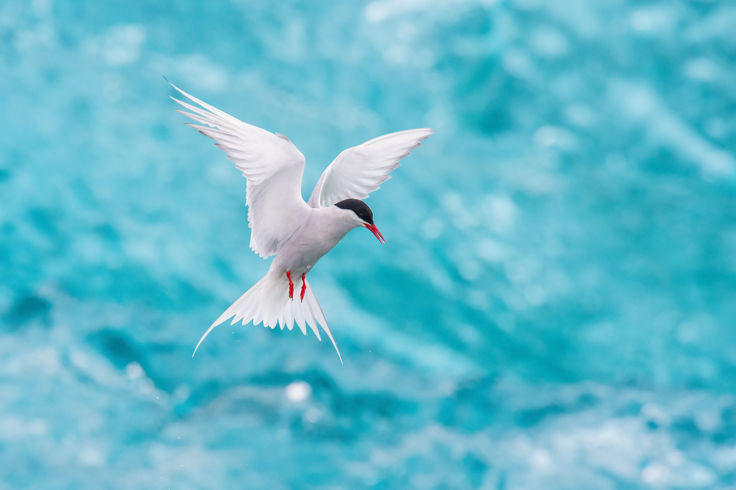 rybák dlouhoocasý (Sterna paradisaea) Arctic tern