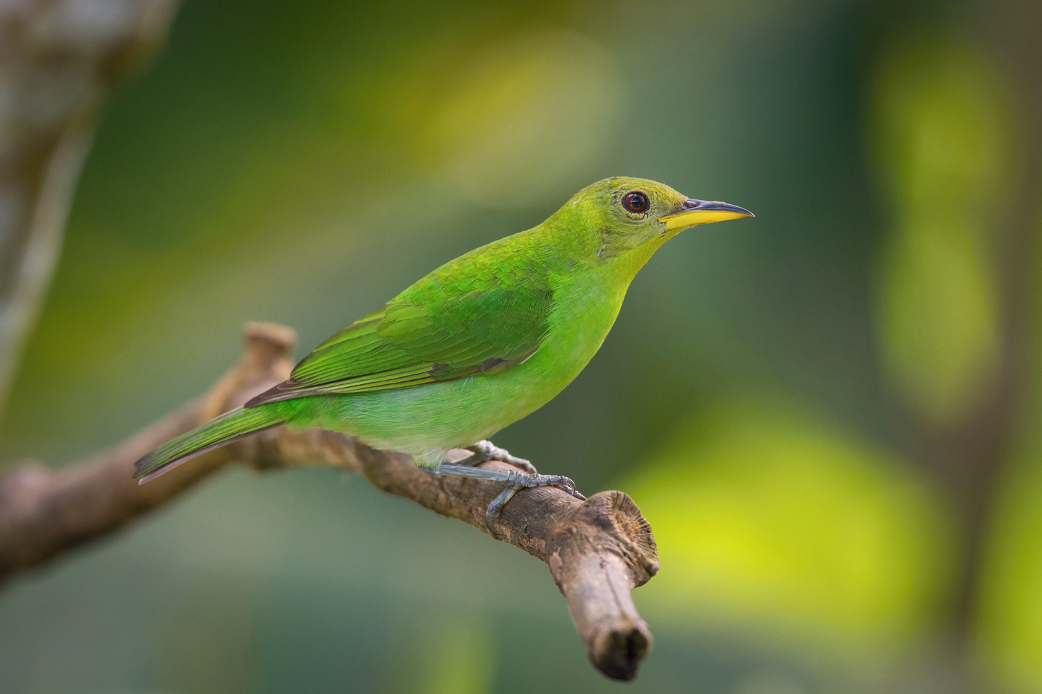 květomil černohlavý (Chlorophanes spiza) Green honeycreeper