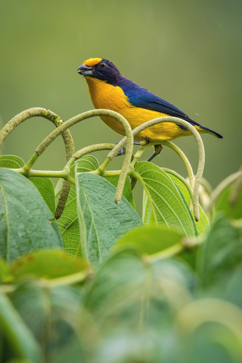 libohlásek fialový (Euphonia violacea) Violaceous euphonia