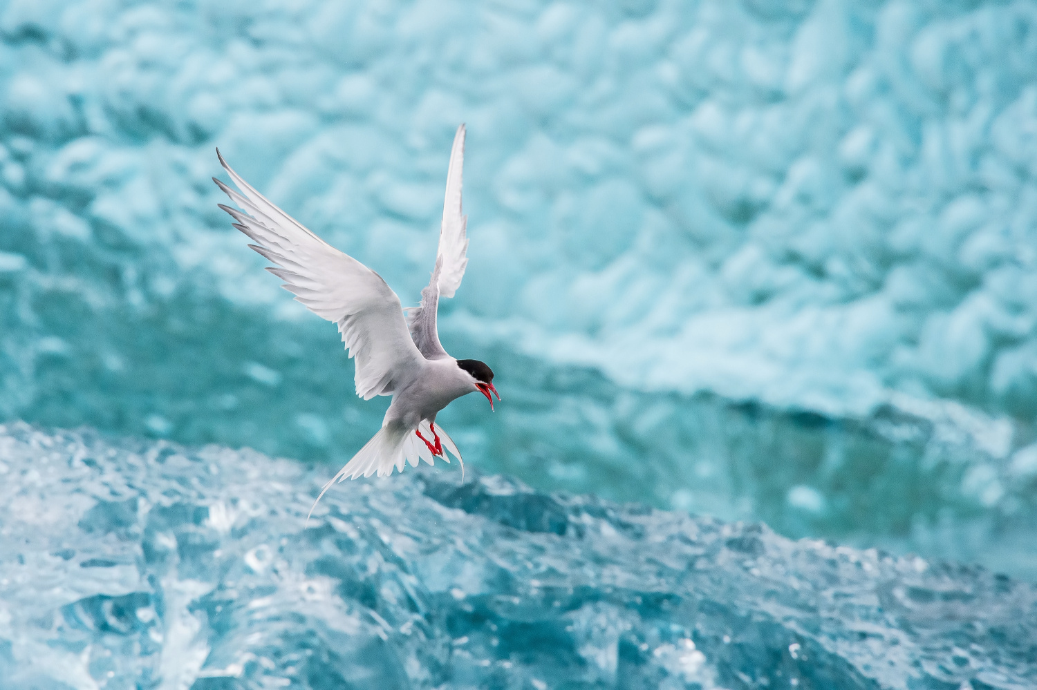 rybák dlouhoocasý (Sterna paradisaea) Arctic tern