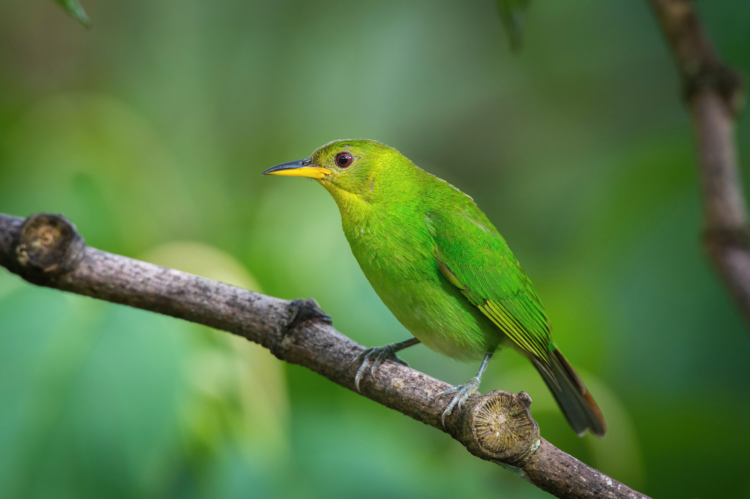 květomil černohlavý (Chlorophanes spiza) Green honeycreeper