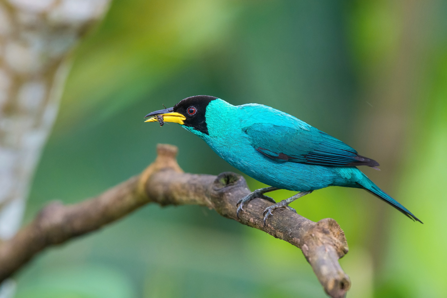 květomil černohlavý (Chlorophanes spiza) Green honeycreeper