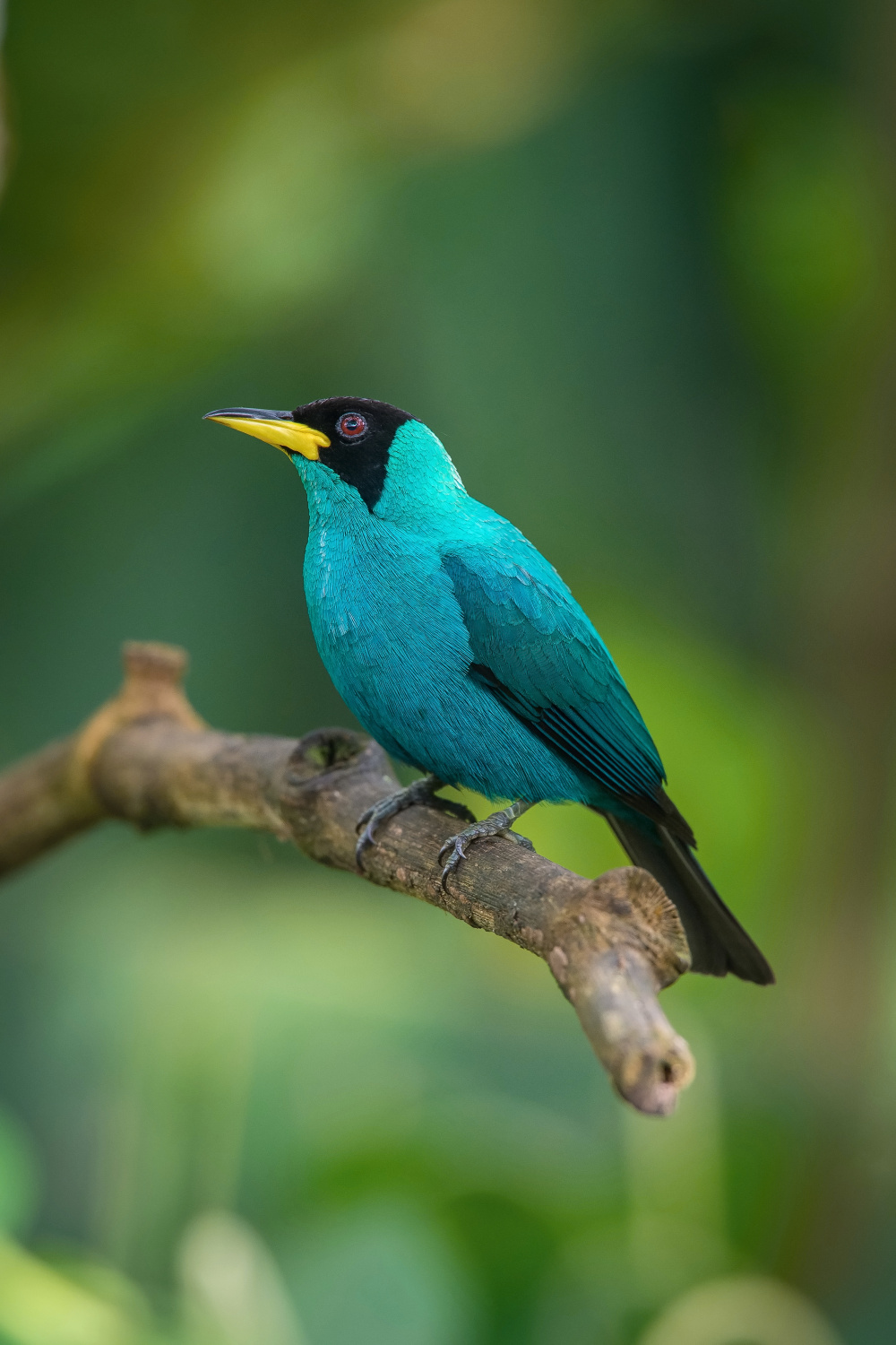 květomil černohlavý (Chlorophanes spiza) Green honeycreeper