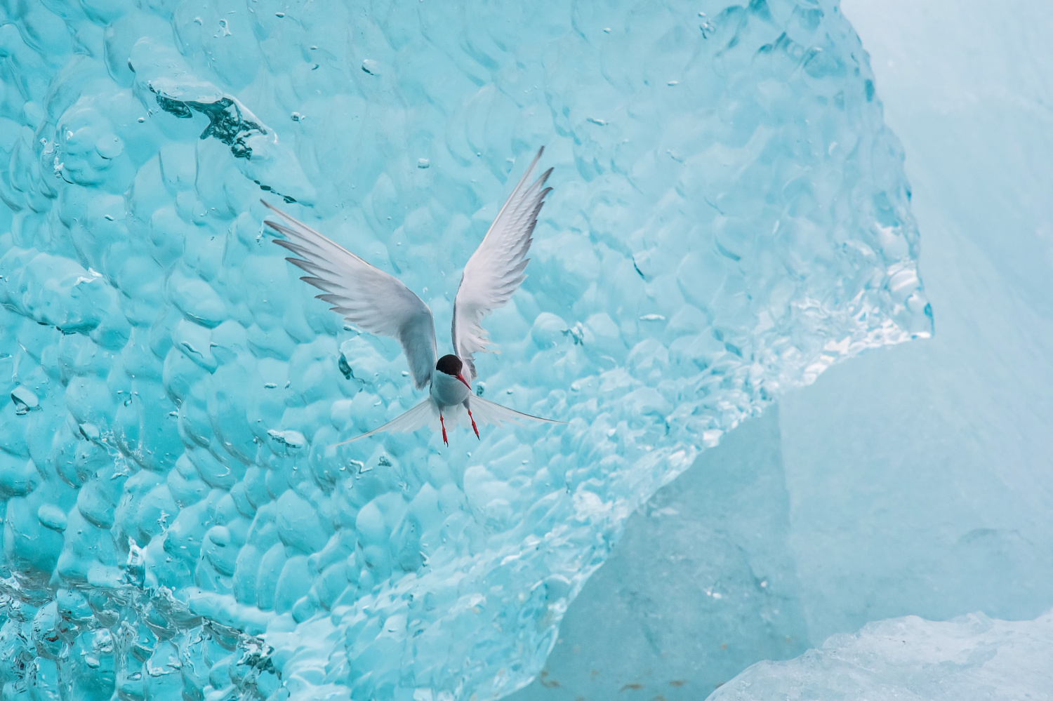 rybák dlouhoocasý (Sterna paradisaea) Arctic tern