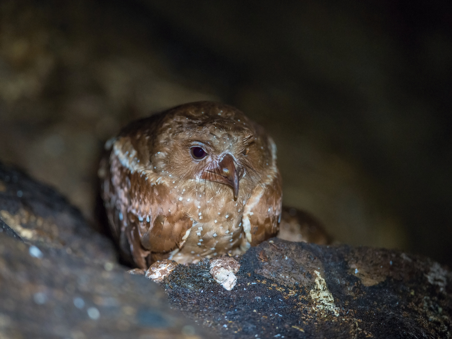 gvačaro jeskynní (Steatornis caripensis) Oilbird