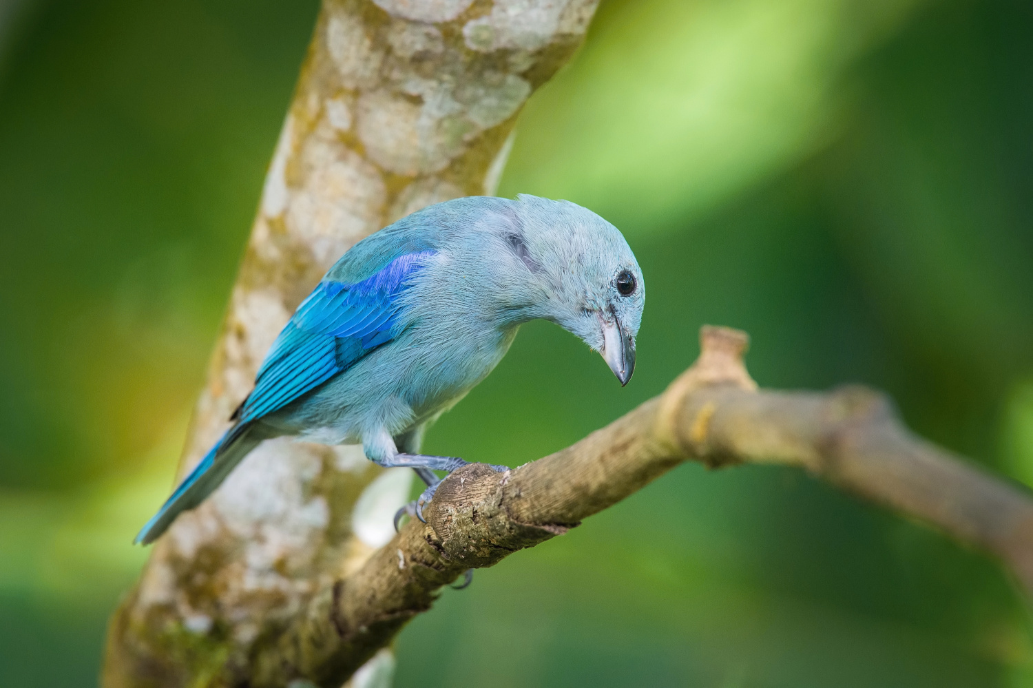 tangara modrá (Thraupis episcopus) Blue-gray tanager