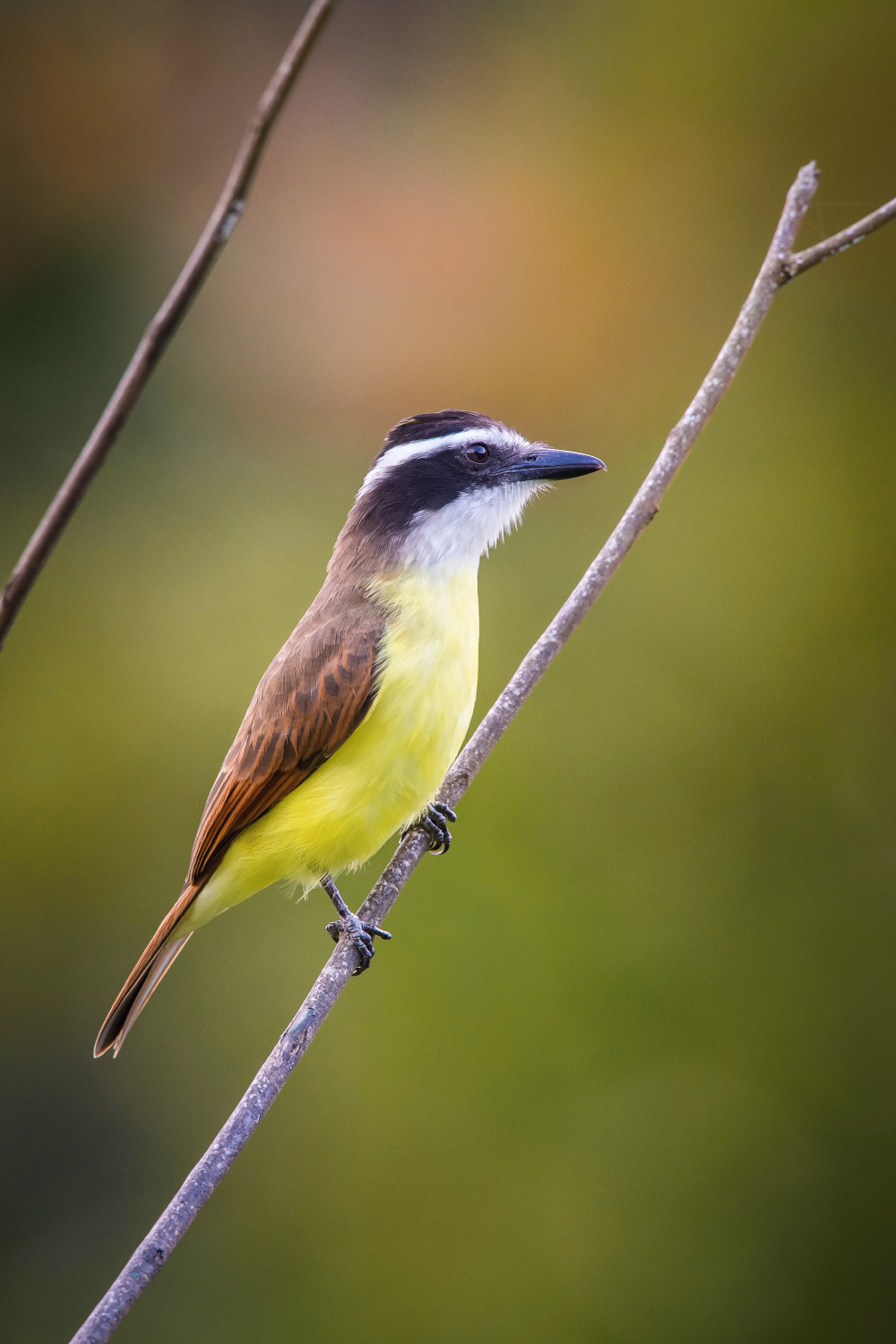 tyran bentevi (Pitangus sulphuratus) Great kiskadee