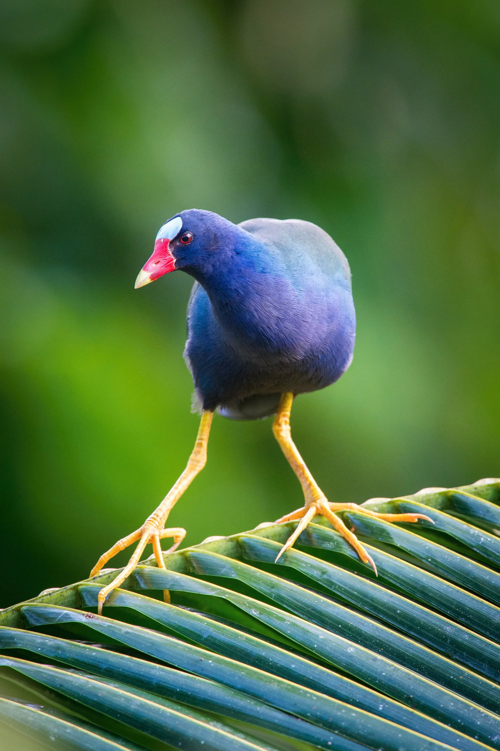 slípka žlutonohá (Porphyrio martinicus) American purple gallinule