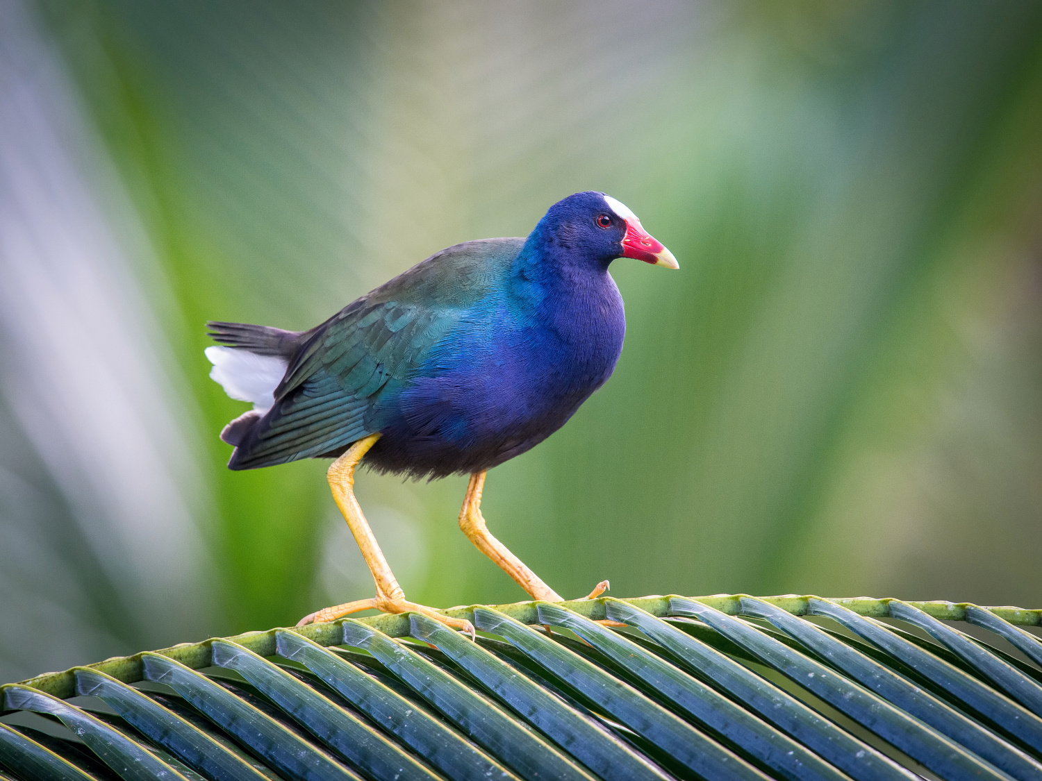 slípka žlutonohá (Porphyrio martinicus) American purple gallinule