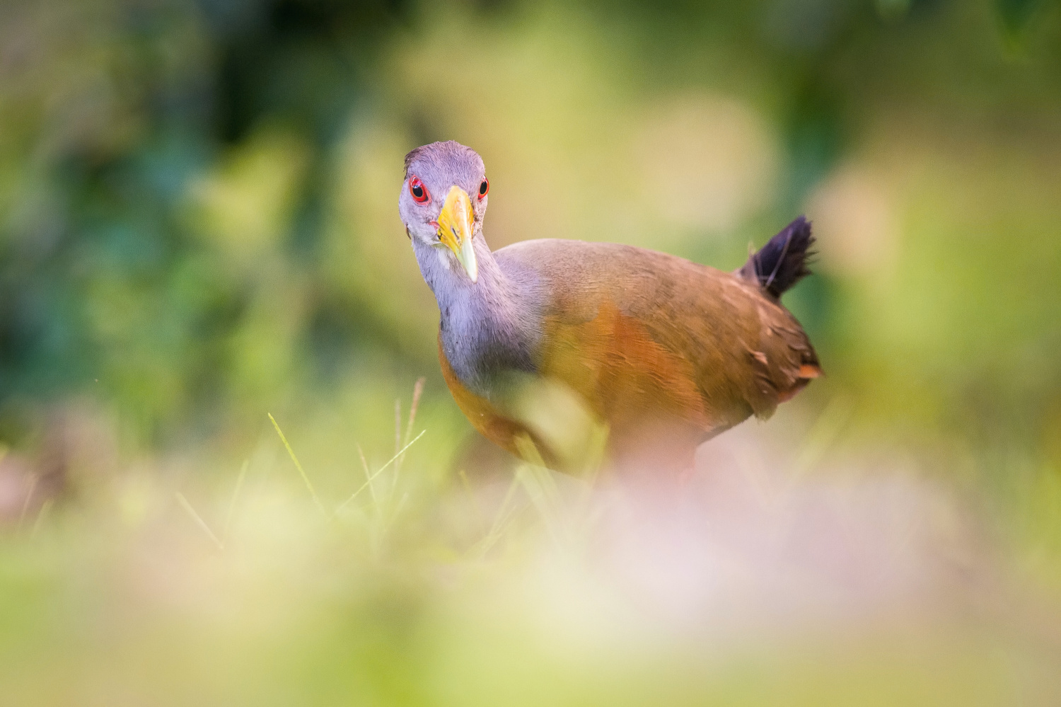 chřástal guyanský (Aramides cajanea) Grey-necked wood rail