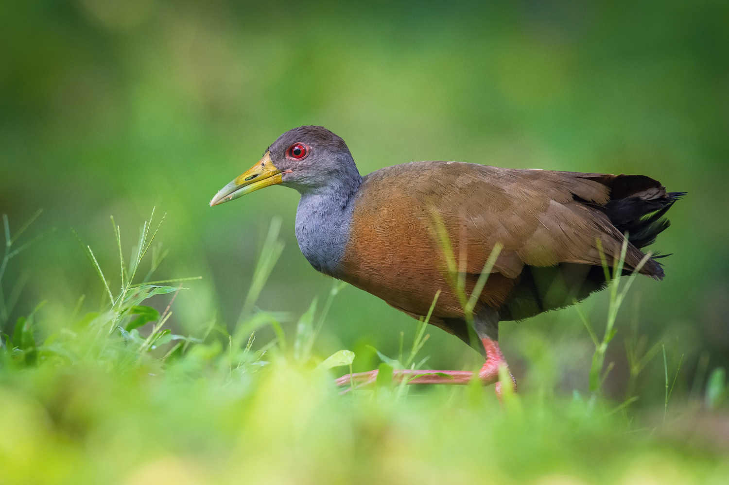 chřástal guyanský (Aramides cajanea) Grey-necked wood rail