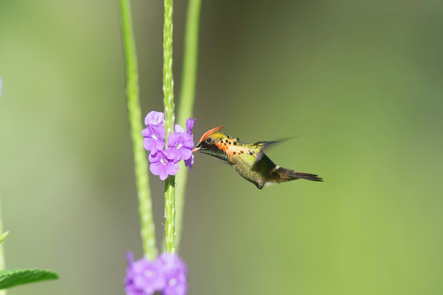 kolibřík ozdobný (Lophornis ornatus) Tufted coquette