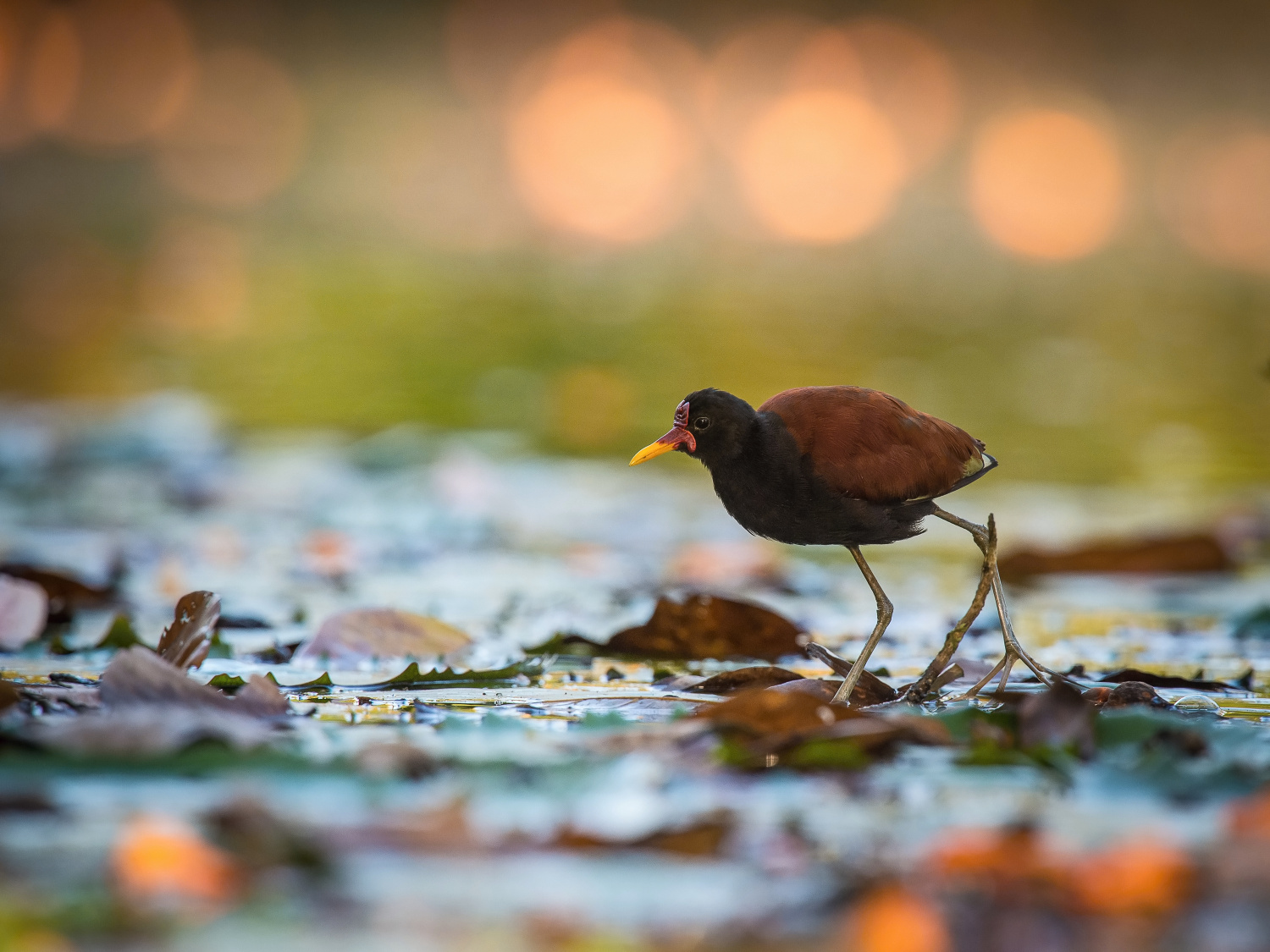 ostnák jihoamerický (Jacana jacana) Wattled jacana