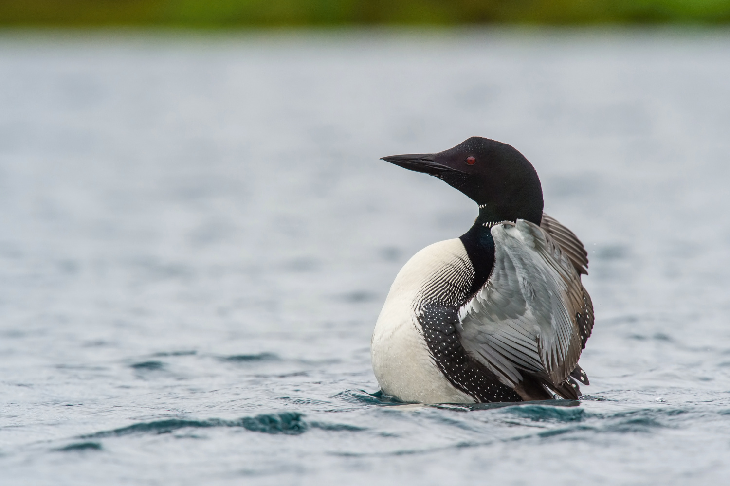 potáplice lední (Gavia immer) Common loon