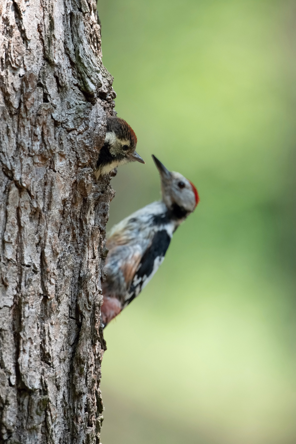 strakapoud prostřední (Dendrocopos medius) Middle spotted woodpecker