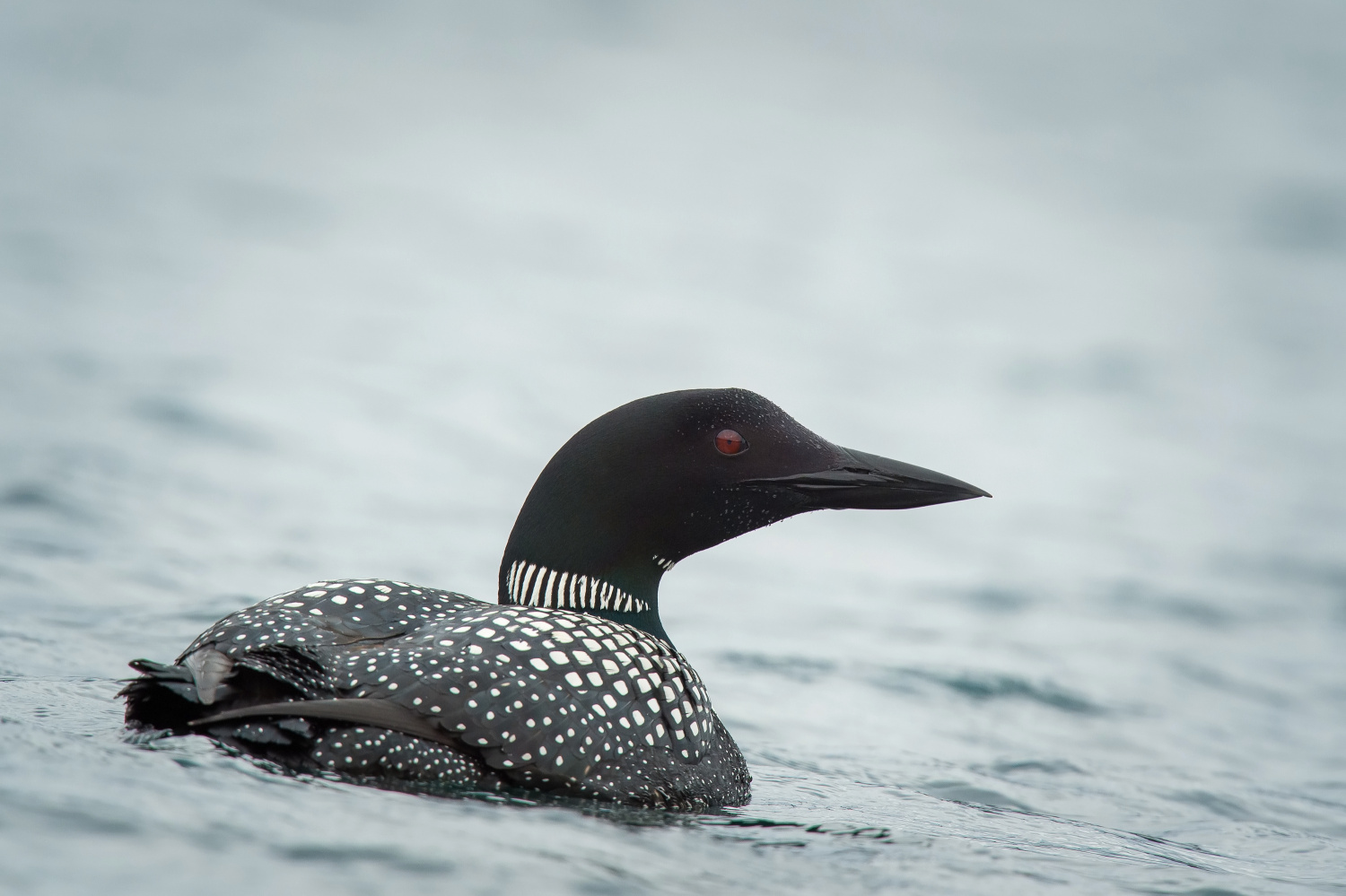 potáplice lední (Gavia immer) Common loon