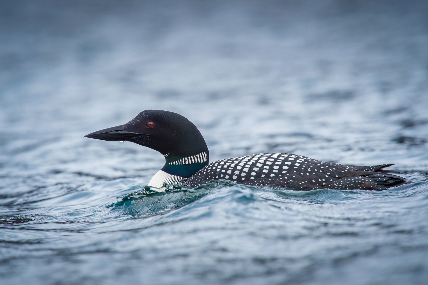 potáplice lední (Gavia immer) Common loon