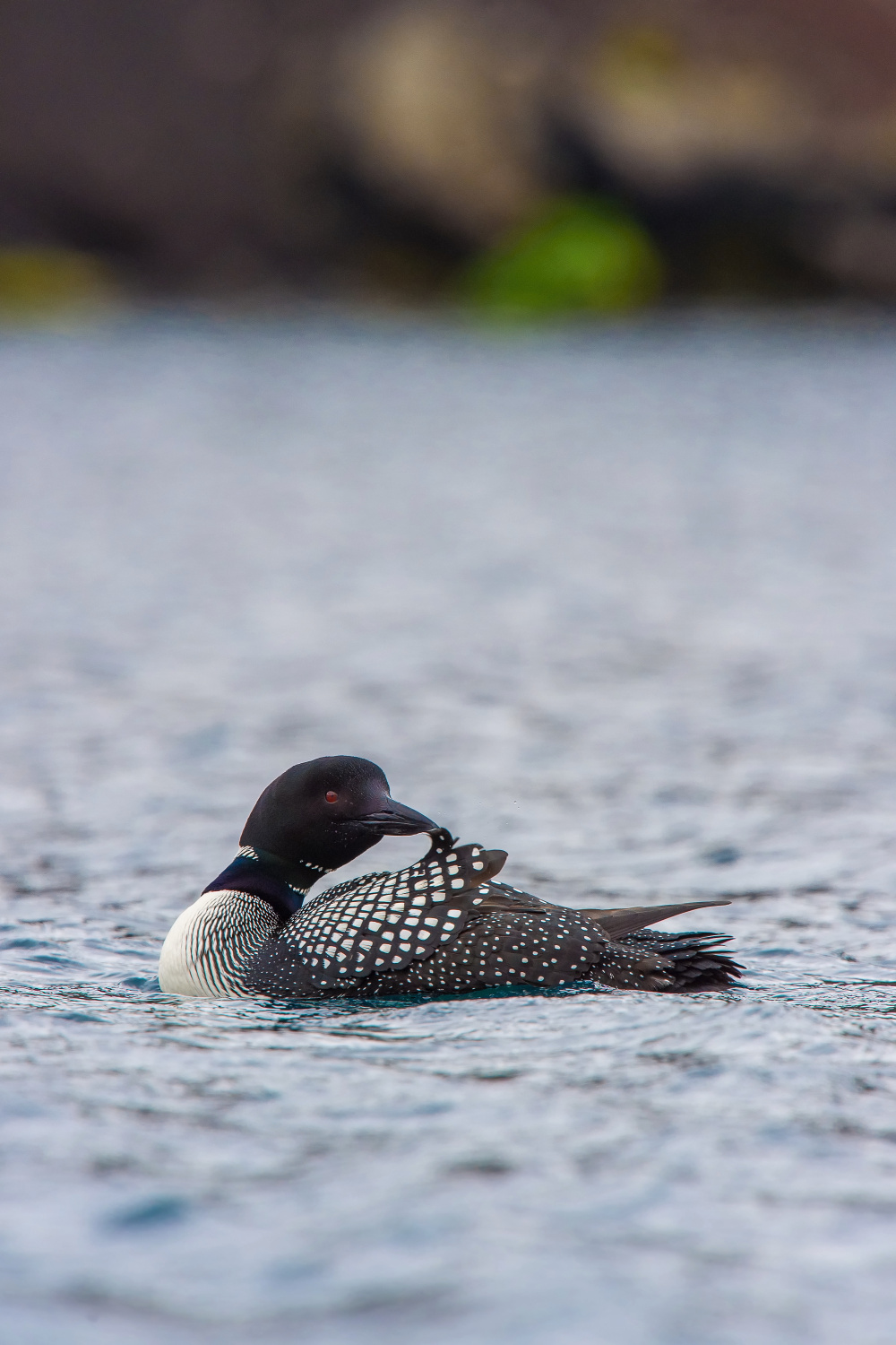 potáplice lední (Gavia immer) Common loon