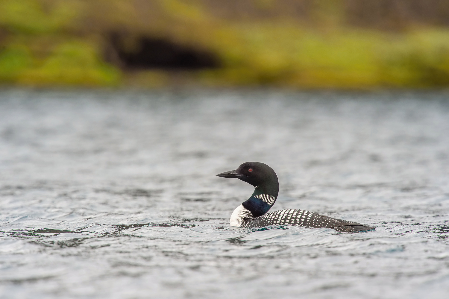 potáplice lední (Gavia immer) Common loon