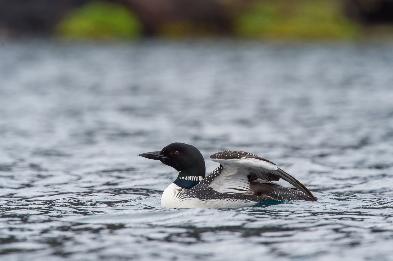 potáplice lední (Gavia immer) Common loon