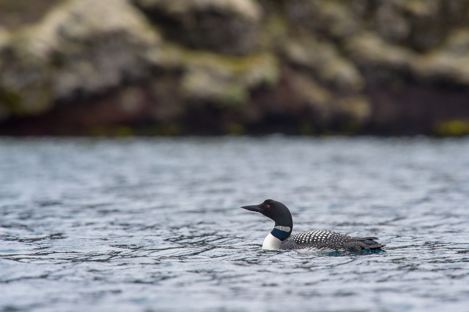 potáplice lední (Gavia immer) Common loon