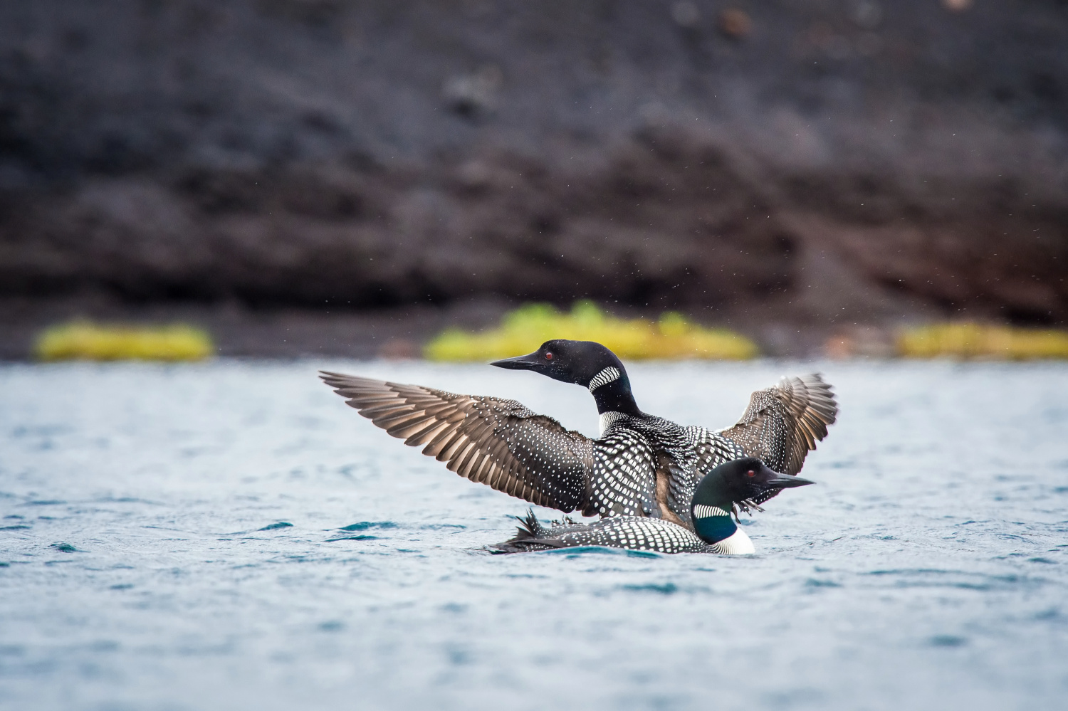 potáplice lední (Gavia immer) Common loon