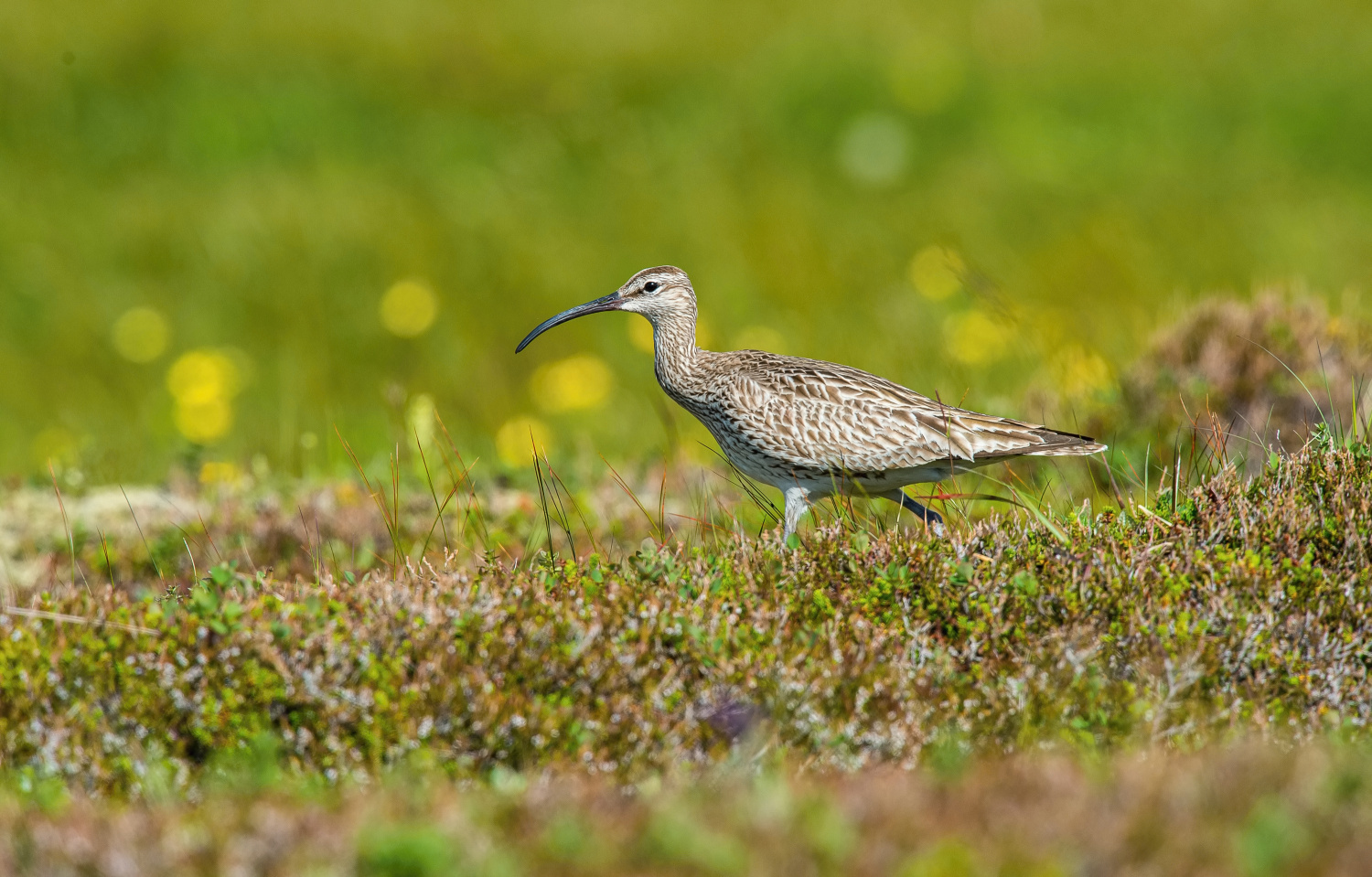 koliha malá (Numenius phaeopus) Whimbrel