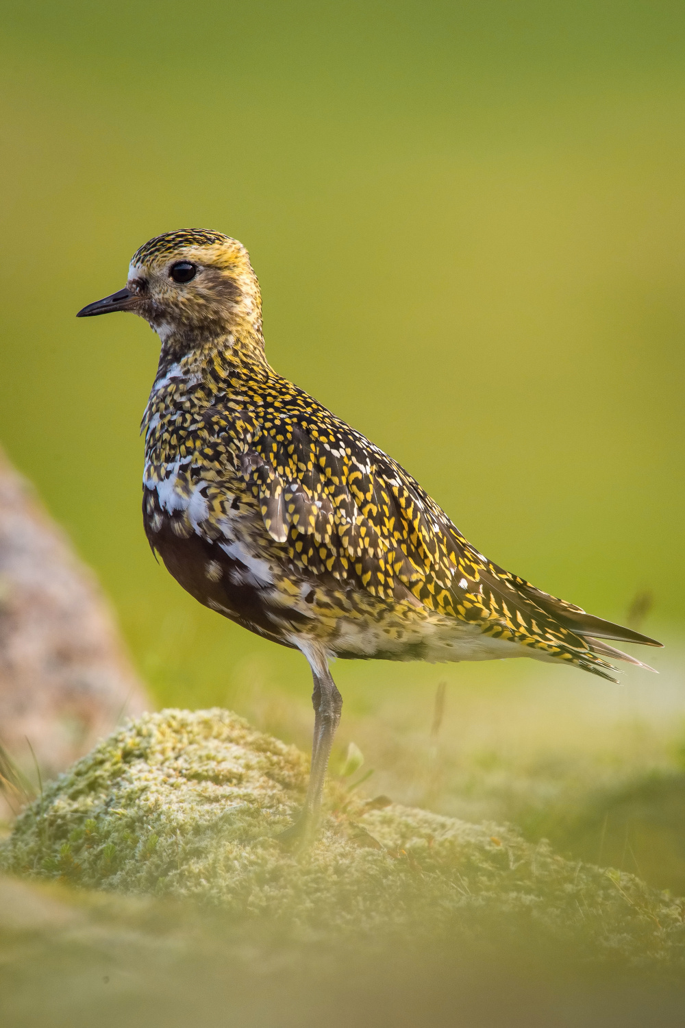 kulík zlatý (Pluvialis apricaria) European golden plover