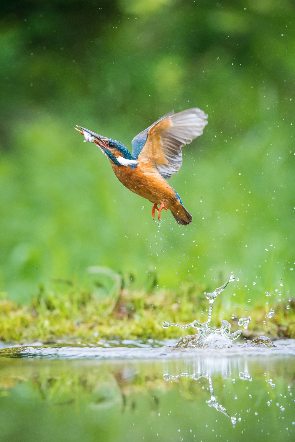 ledňáček říční (Alcedo atthis) Common kingfisher