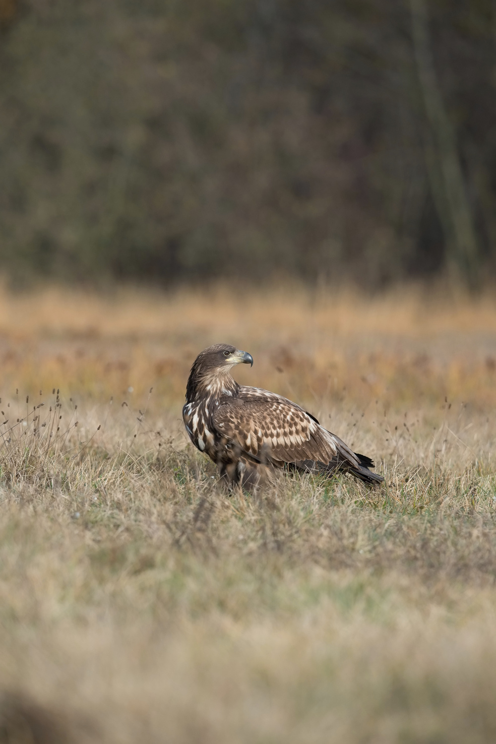 orel mořský (Haliaeetus albicilla) White-tailed eagle