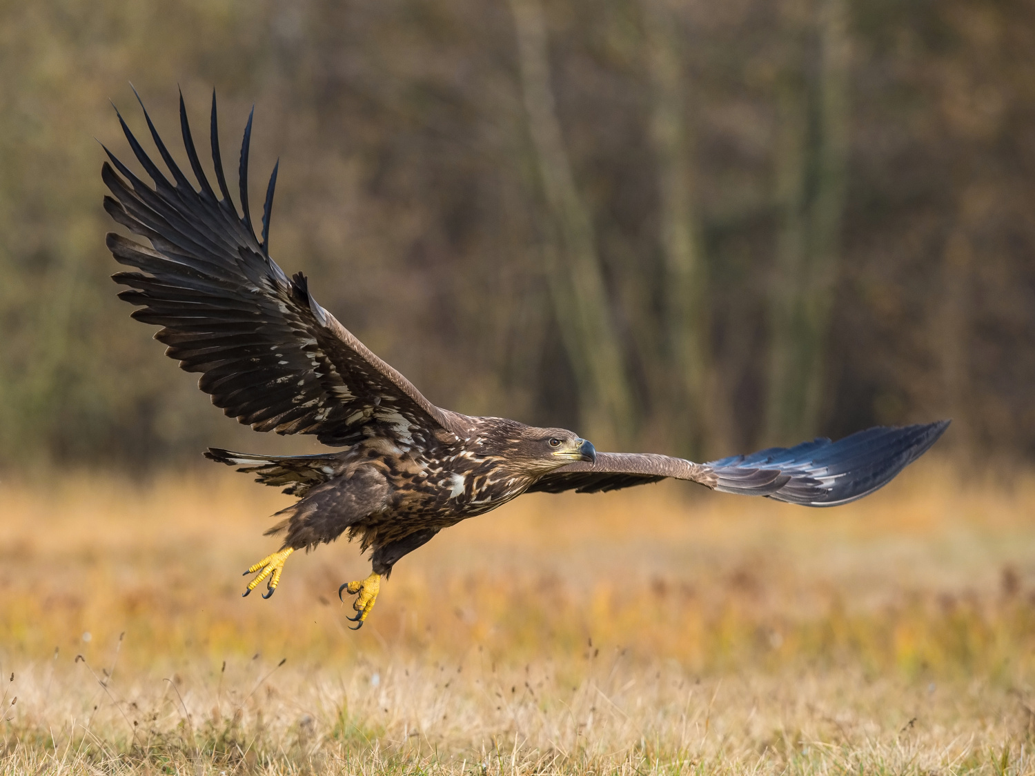 orel mořský (Haliaeetus albicilla) White-tailed eagle