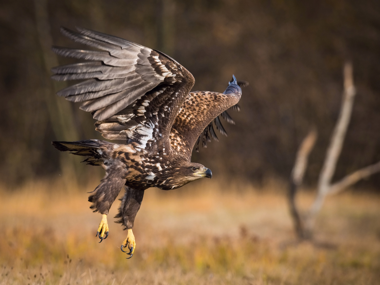 orel mořský (Haliaeetus albicilla) White-tailed eagle