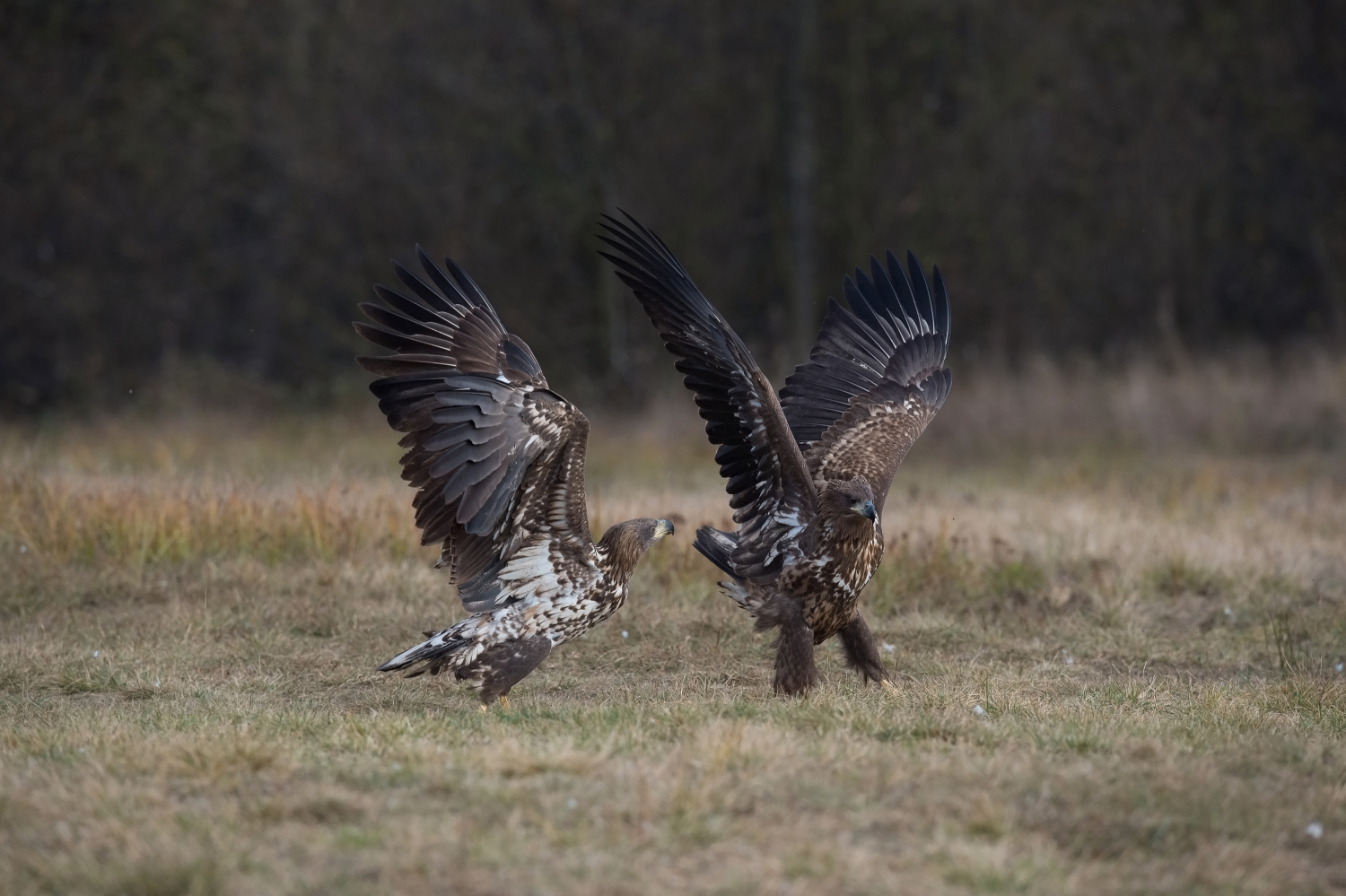 orel mořský (Haliaeetus albicilla) White-tailed eagle