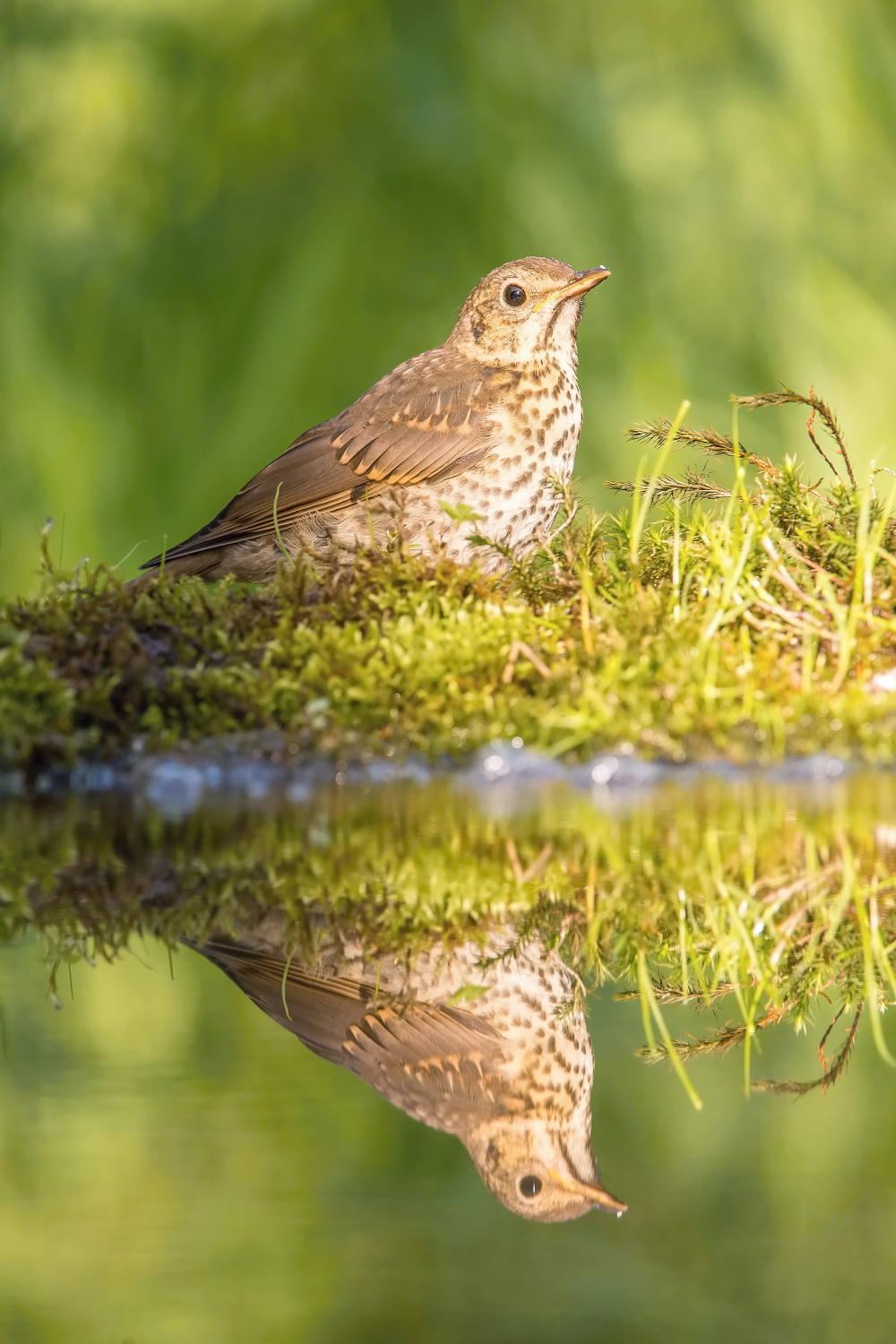 drozd zpěvný (Turdus philomelos) Song thrush