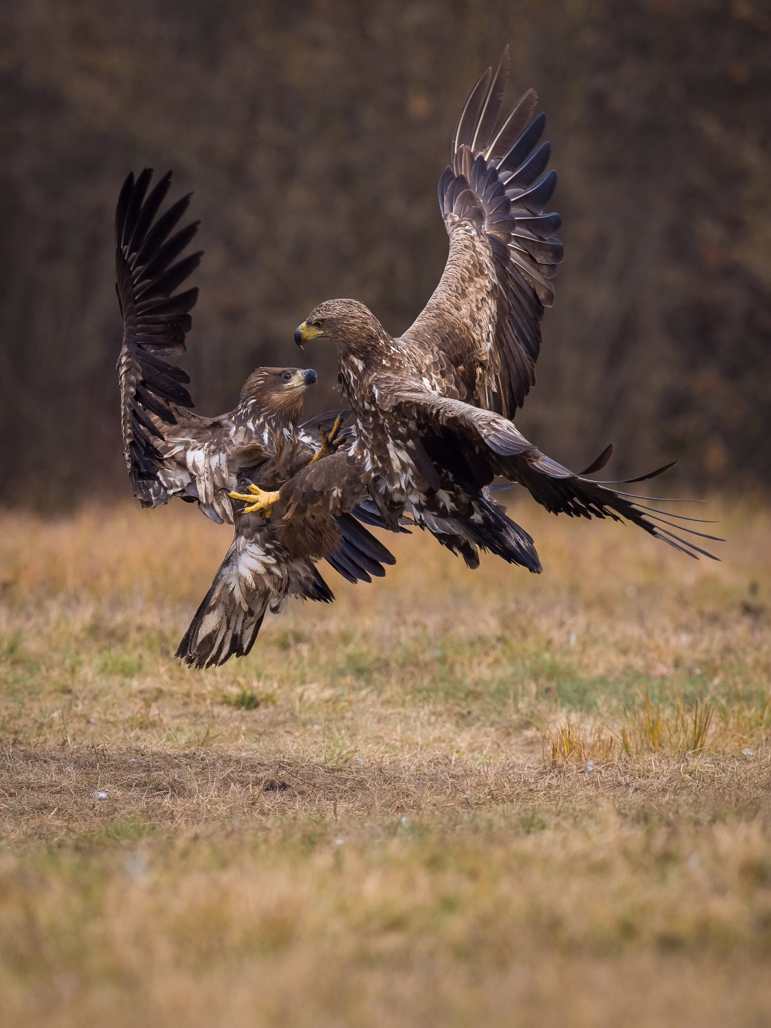 orel mořský (Haliaeetus albicilla) White-tailed eagle