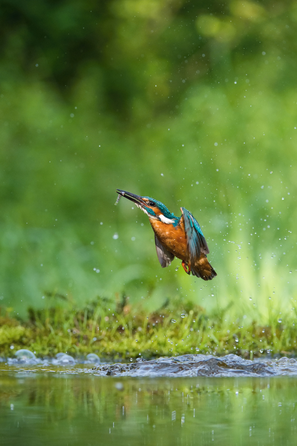 ledňáček říční (Alcedo atthis) Common kingfisher