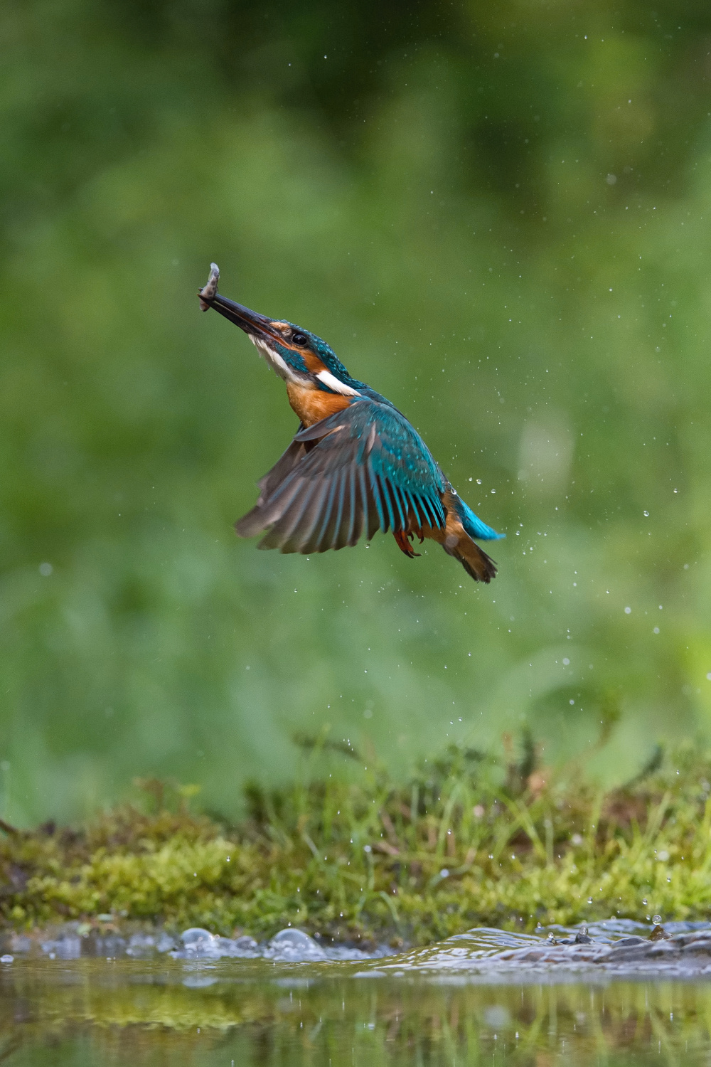 ledňáček říční (Alcedo atthis) Common kingfisher