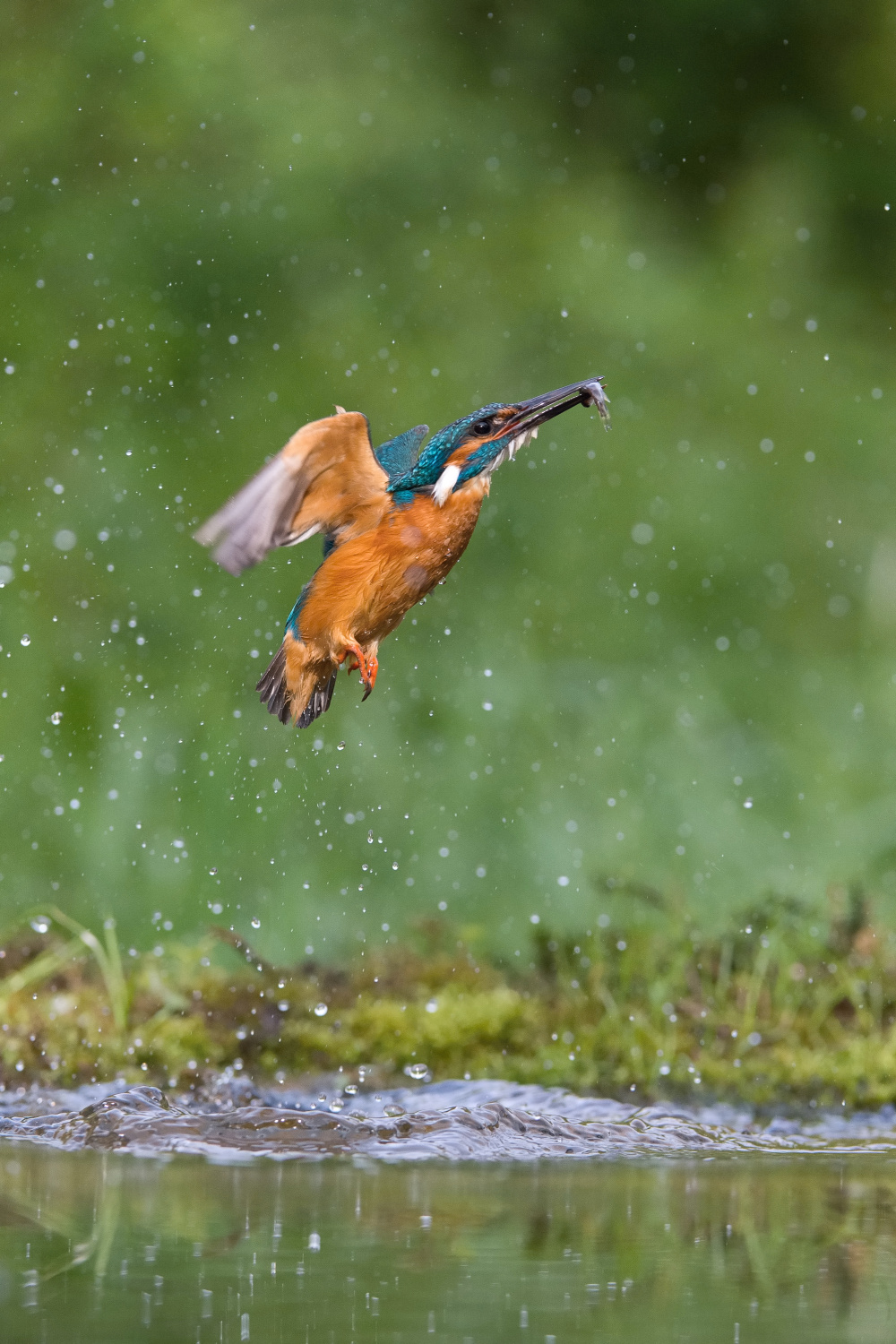 ledňáček říční (Alcedo atthis) Common kingfisher