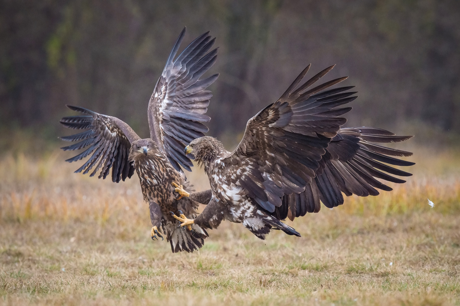 orel mořský (Haliaeetus albicilla) White-tailed eagle