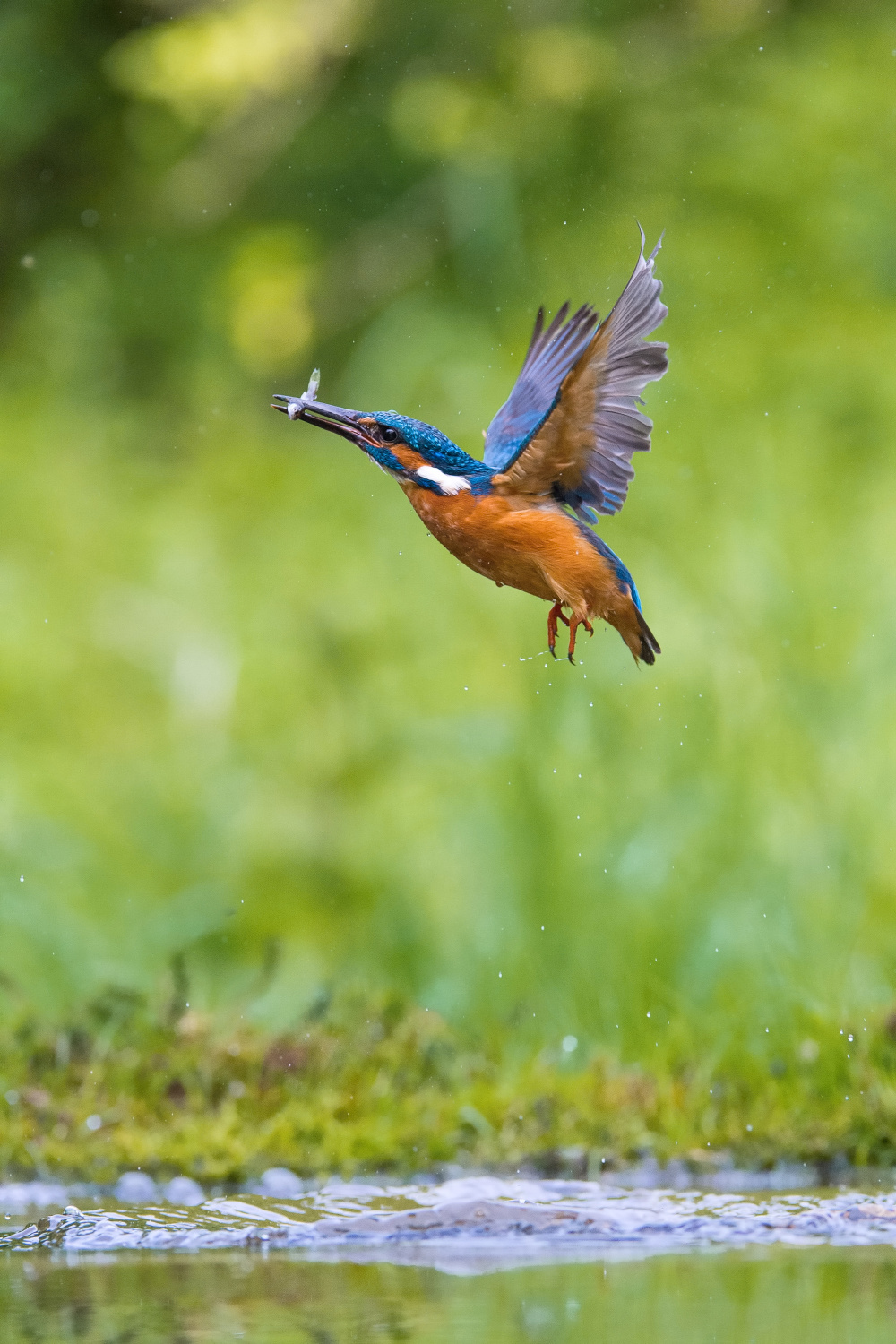 ledňáček říční (Alcedo atthis) Common kingfisher