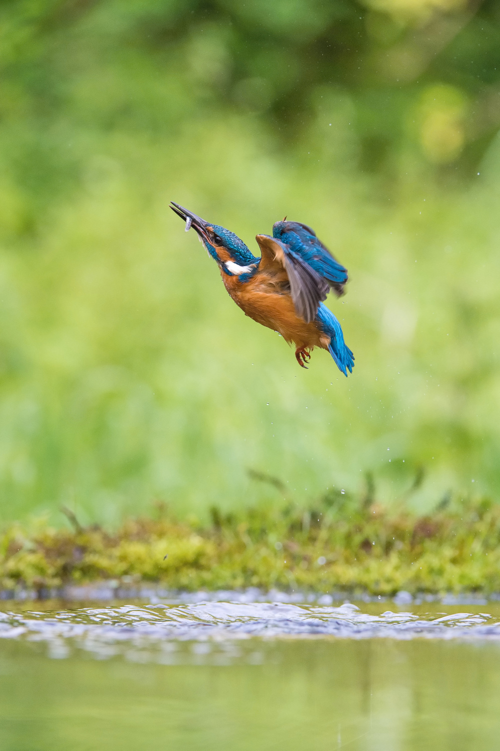 ledňáček říční (Alcedo atthis) Common kingfisher