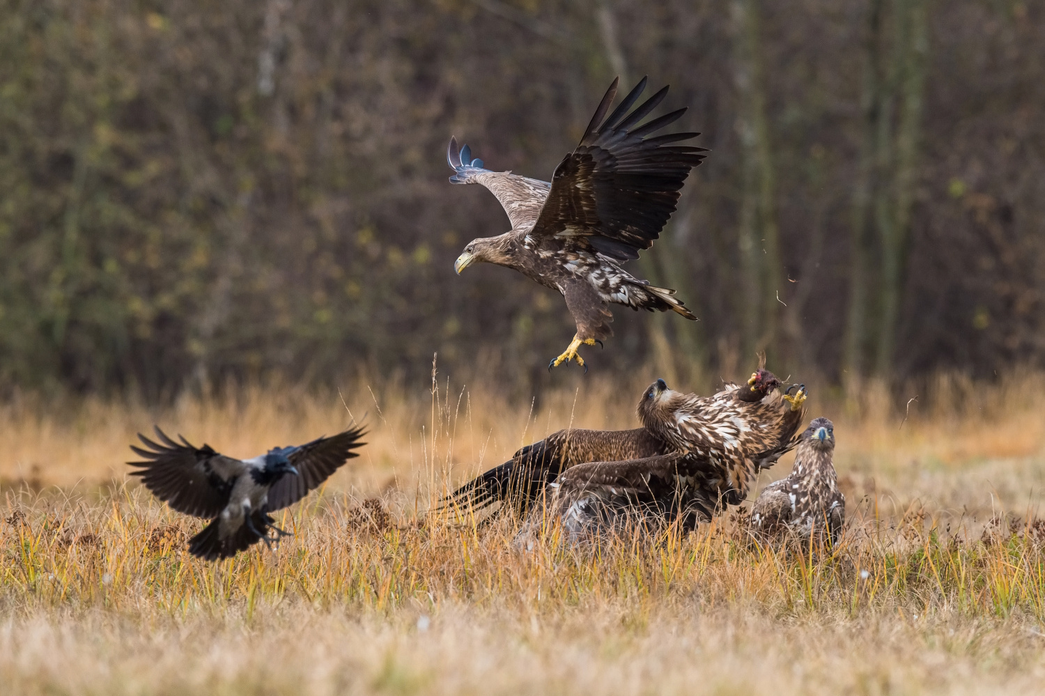 orel mořský (Haliaeetus albicilla) White-tailed eagle