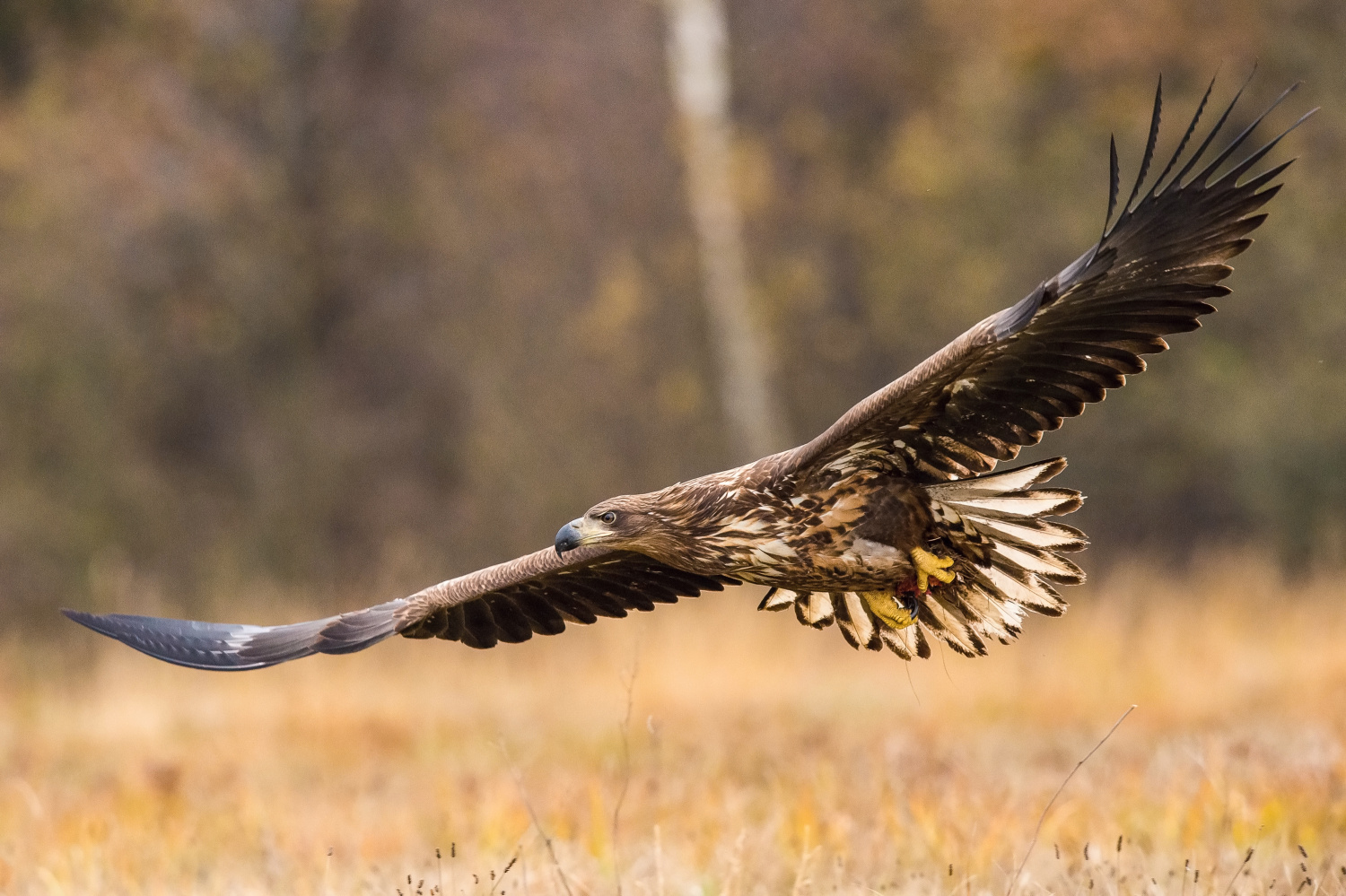 orel mořský (Haliaeetus albicilla) White-tailed eagle