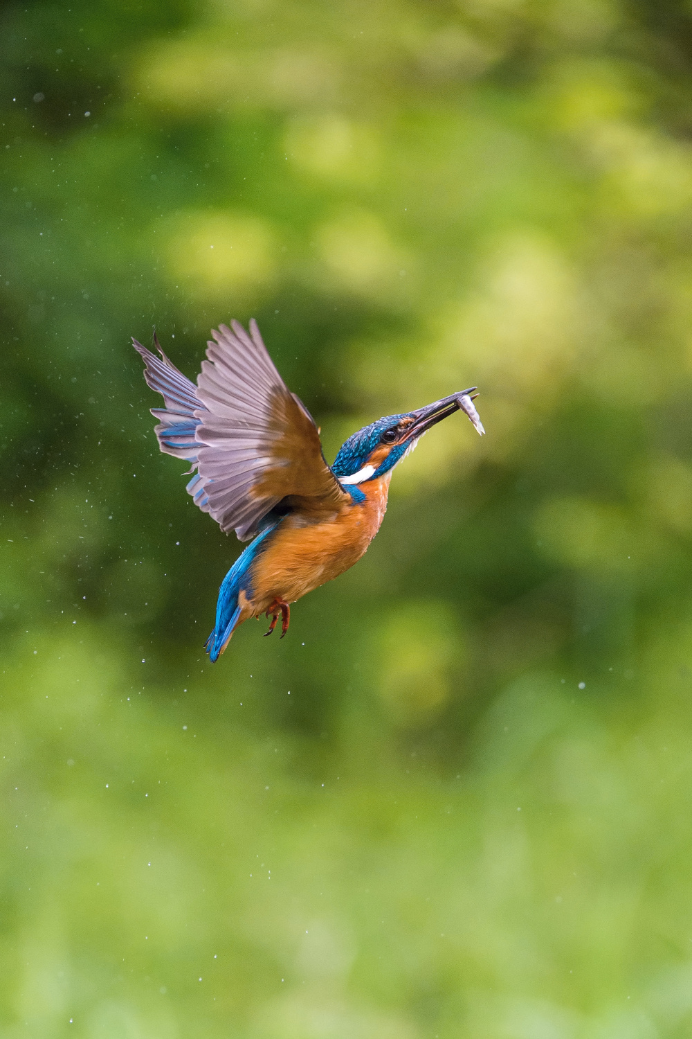 ledňáček říční (Alcedo atthis) Common kingfisher