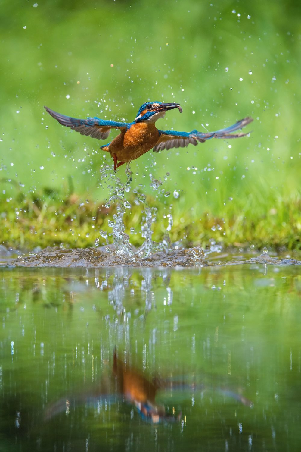 ledňáček říční (Alcedo atthis) Common kingfisher