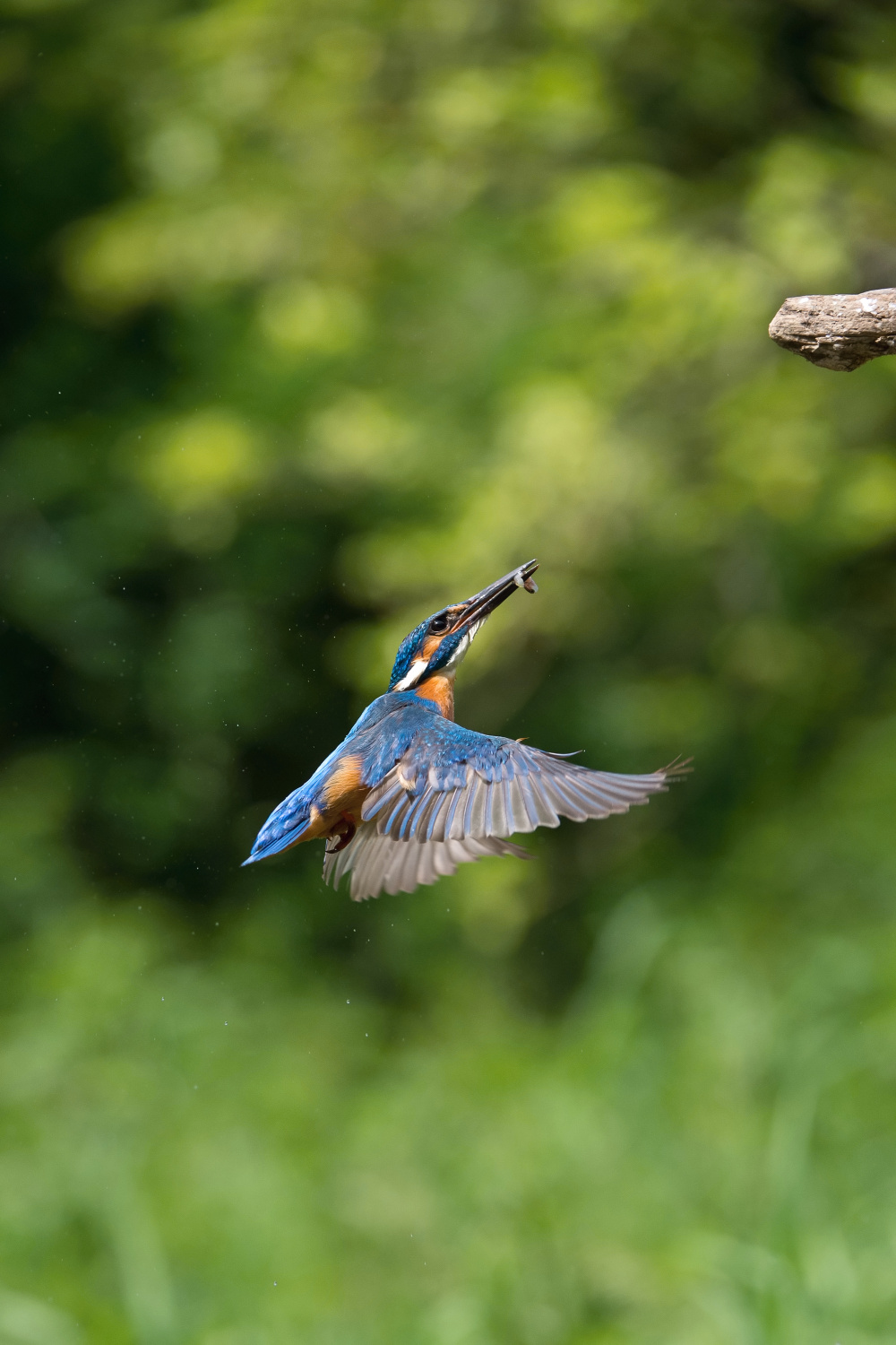 ledňáček říční (Alcedo atthis) Common kingfisher