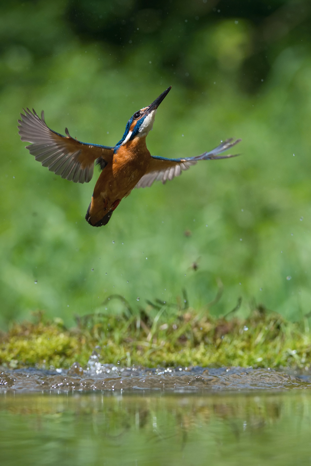 ledňáček říční (Alcedo atthis) Common kingfisher